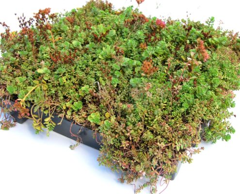 Sempergreen Click 'n go Sedumtray photo