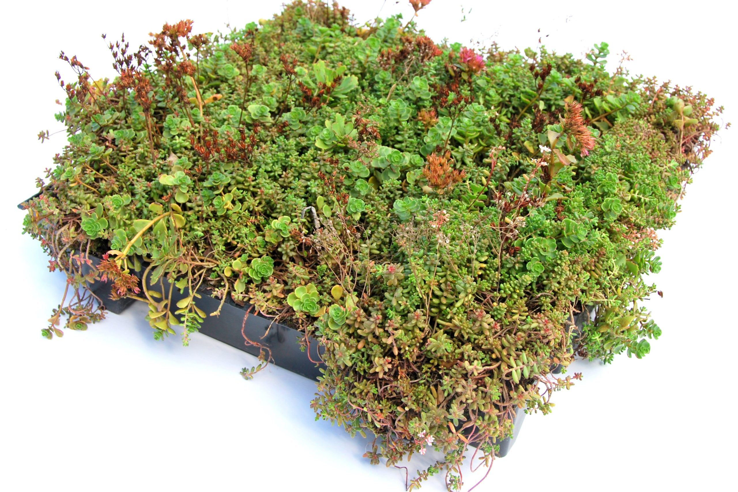 Sempergreen Click 'n go Sedumtray photo