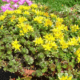 sedum-floriferum