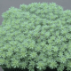 sedum-hispanicum