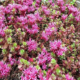 sedum-spurium-coccineum-purple-carpe