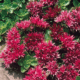 sedum-spurium-summer-glory